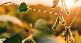 Developing big-data models of soybean SDS with Agmatix