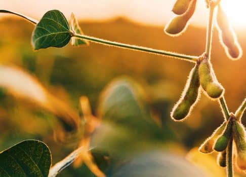 Developing big-data models of soybean SDS with Agmatix
