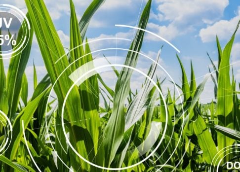 Wageningen University, IFA, and Agmatix collaborate to analyze crop nutrients big data