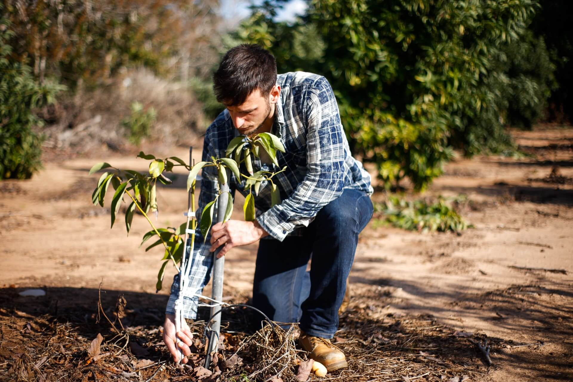 person planting