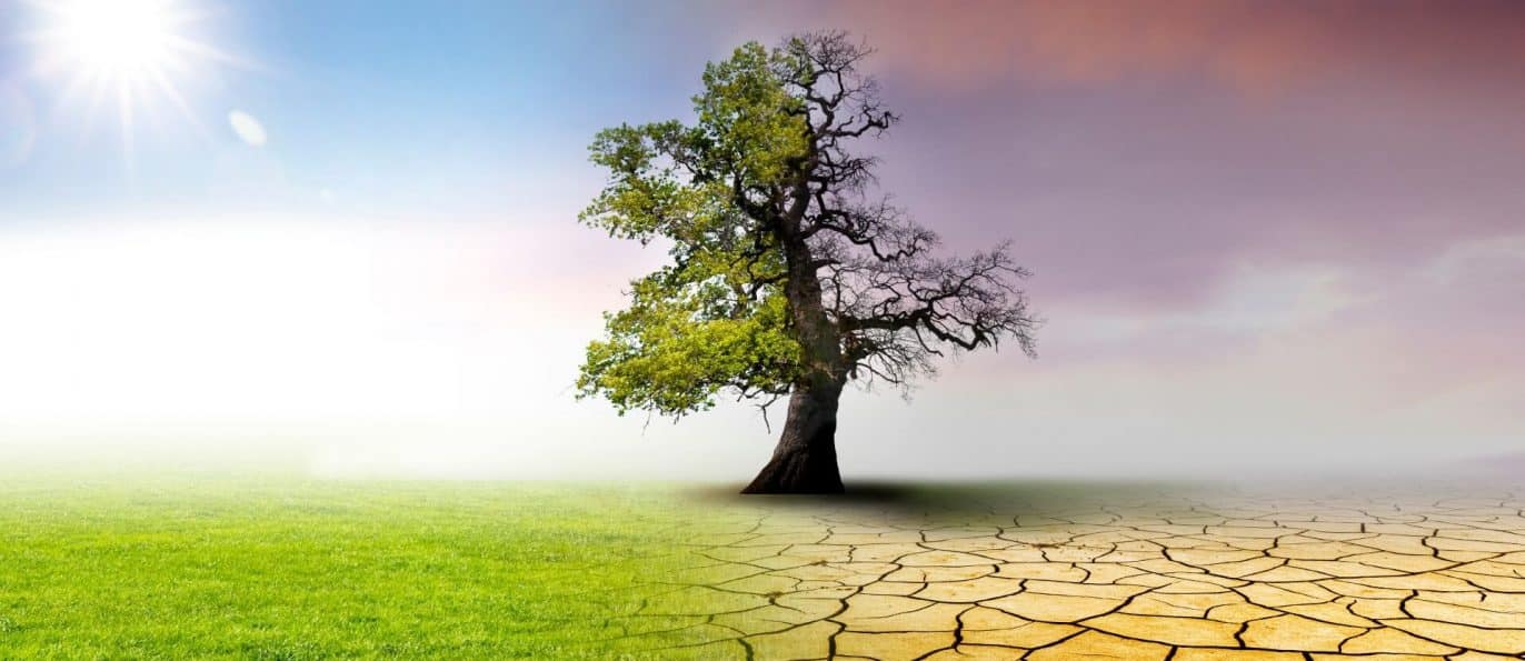 tree in draught