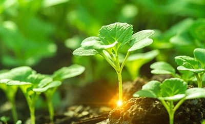 Applying Precision Fertilization Tools for Crop Production Optimization