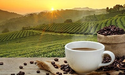 Balancing the Complexity of Coffee Production for a Sustainable Future