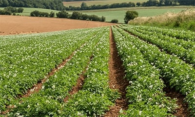10 Steps for Easy On-Farm Trials Execution