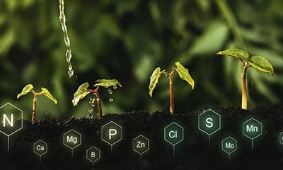 Integrated Nutrient Management and its Role in Sustainable Agriculture