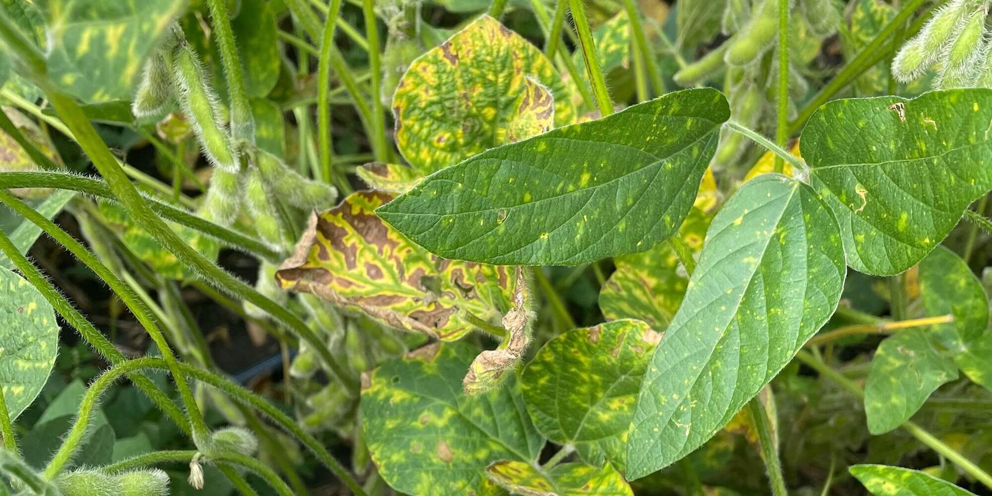 IDENTIFYING AND MANAGING SUDDEN DEATH SYNDROME IN SOYBEANS