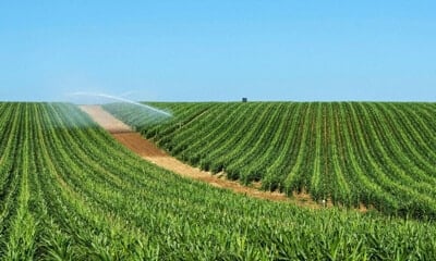 The future of agriculture: why commercial agriculture should adopt cloud technology