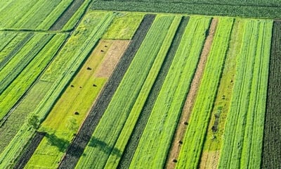 The 3 C’s of Field Trials: Collaboration, Collection, Compliance