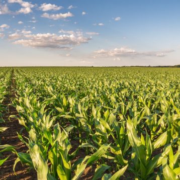 Unleashing the Power of Cloud-Based Solutions: Elevating Operational Excellence in Agronomic Trials 