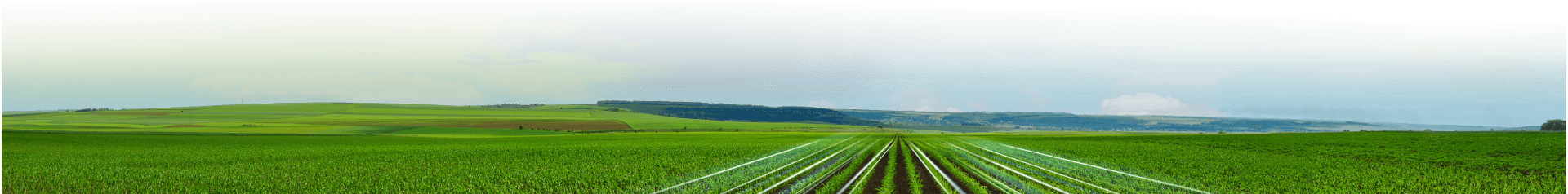 FIELD_673312933 1 (1)