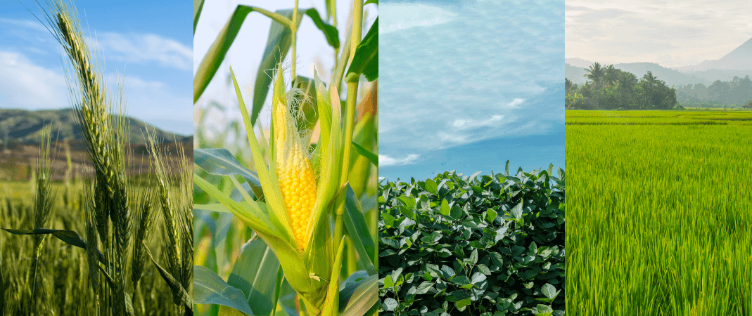 Wageningen University, IFA, & Agmatix Collaborate to Analyze Crop Nutrients Big Data