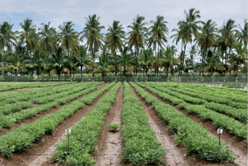Cultivating Change: How Digital Transformation is Revolutionizing Agriculture