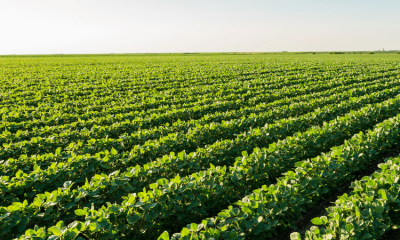 Developing Data Models for Soybean Sudden Death Syndrome (SDS) with Agmatix