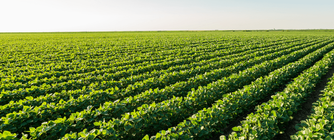 Developing Data Models for Soybean Sudden Death Syndrome (SDS) with Agmatix