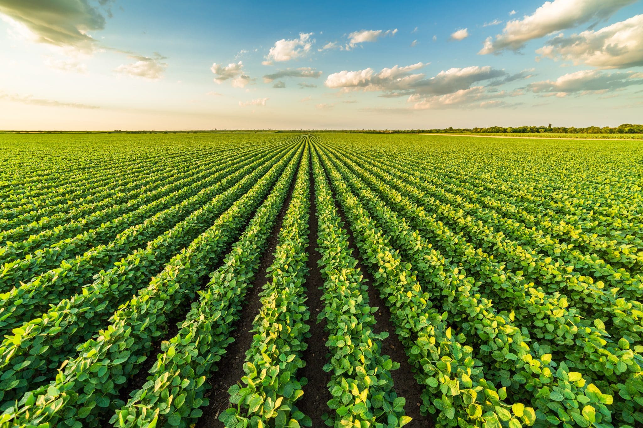 AI meets agriculture: Agmatix and BASF partner to develop Soybean Cyst Nematode detection tool